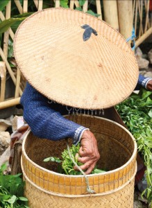 pic to Sulawasi, (Indonesia, november 2011) taken with camera "Canon 450D" © Stephane Clement, www.yapasphoto.fr