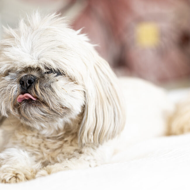 shooting animalier : photographe professionnel à Rennes pour portrait animaux, chien, chat, cheveaux, nac...